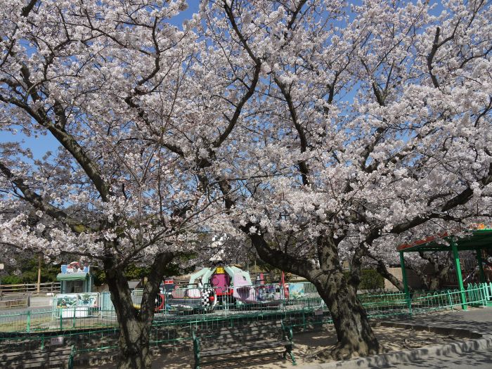 みさき公園の桜 12 年４月８日